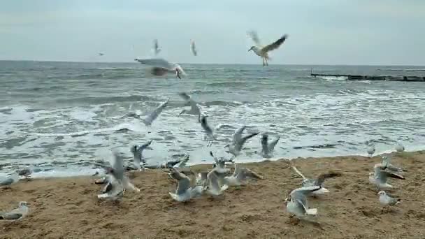 Many White Sea Gulls Sand Flying Food Circling Patching Air — Stock Video