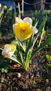Güneşli bahar gününde, köydeki çiftlikte yetişen siyah toprakta taç yaprakları ve erkek organlarıyla büyük sarı bir narsisli çiçek. Çiçek açan nergis. Seçme. Güzel narsisli çiçek. Dikey