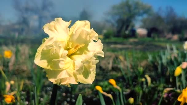 Один Большой Желтый Цветок Нарцисса Большими Лепестками Тычинками Растущими Чернозёмной — стоковое видео