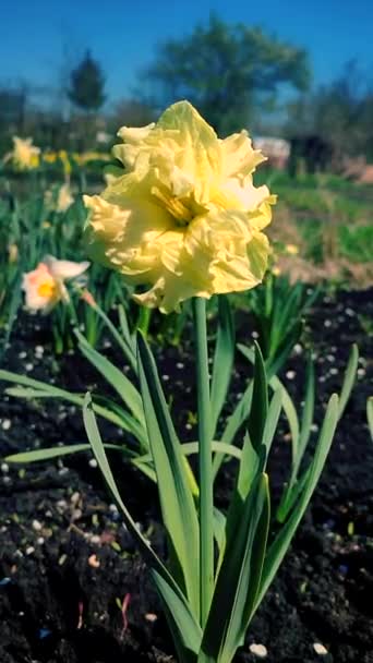 Один Большой Желтый Цветок Нарцисса Лепестками Тычинками Растущими Чернозёмной Почве — стоковое видео