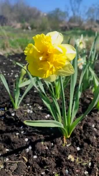 Jeden Velký Žlutý Narcis Květina Okvětními Lístky Tyčinky Rostoucí Černé — Stock video