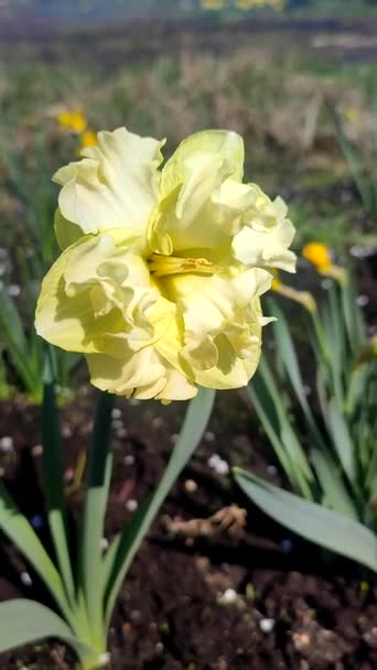 Jeden Velký Žlutý Narcis Květina Okvětními Lístky Tyčinky Rostoucí Černé — Stock video