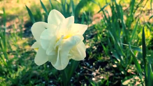 Jeden Velký Bílý Narcis Květina Velkými Okvětními Lístky Tyčinky Roste — Stock video