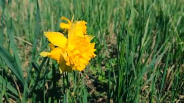 Güneşli bir bahar gününde, köyün yeşil çimlerinde büyüyen büyük yapraklı ve erkeksi sarı narsisli bir çiçek. Çiçek açan nergis. Seçme. Güzel narsisli çiçek..