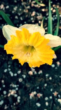 Güneşli bahar gününde, köydeki çiftlikte yetişen siyah toprakta taç yaprakları ve erkek organlarıyla büyük sarı bir narsisli çiçek. Çiçek açan nergis. Seçme. Güzel narsisli çiçek. Dikey