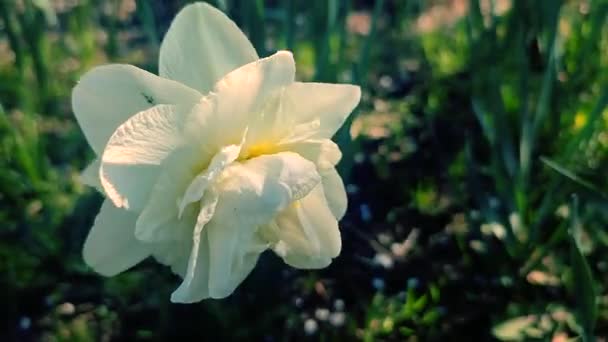 One Large White Narcissus Flower Large Petals Stamens Growing Black — Stock Video