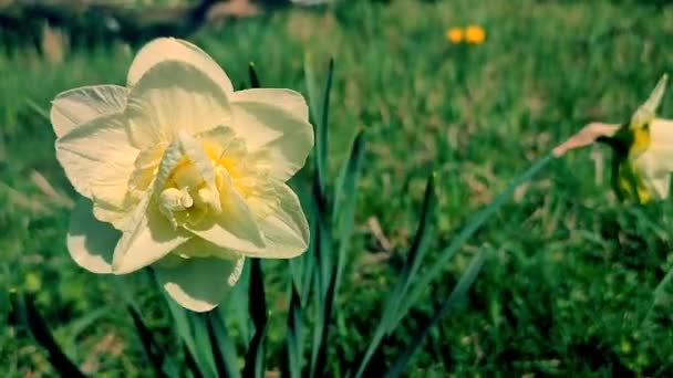 Grande Fiore Narciso Bianco Con Grandi Petali Stami Che Crescono — Video Stock