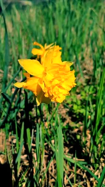 Jeden Velký Žlutý Narcis Květina Okvětními Lístky Tyčinky Rostoucí Zelené — Stock video
