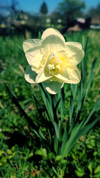 Jeden Velký Bílý Narcis Květina Okvětními Lístky Tyčinky Rostoucí Zelené — Stock video