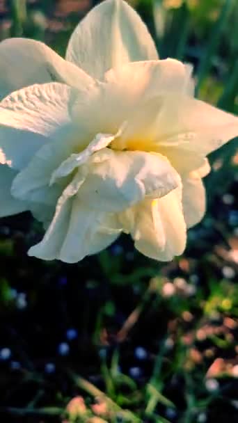 One Large White Narcissus Flower Petals Stamens Growing Black Soil — Stock Video