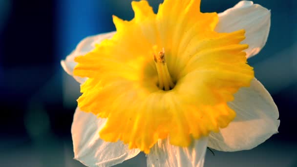大きな花びらと 晴れた春の日に村の農場で育つ大規模な黄色いナルシッサスの花 ブルーミング ダフディル 選択する 美しいバリエーションナルシスの花 — ストック動画