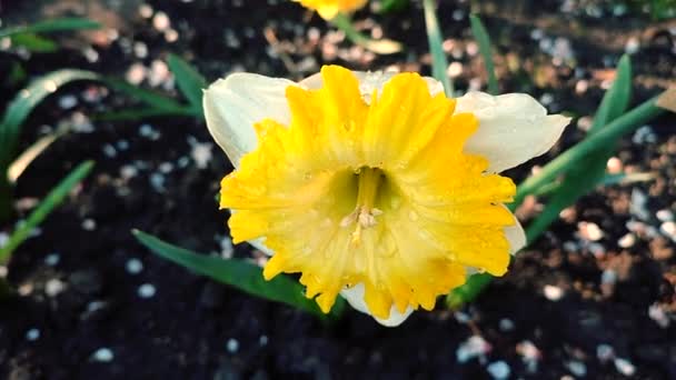 Jeden Velký Žlutý Narcis Květina Velkými Okvětními Lístky Tyčinky Rostoucí — Stock video