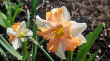 Narcissus yaklaş. Beyaz turuncu yapraklı güzel çiçek, erkek organlar ve yeşil yapraklar güneşli bahar gününde toprakta yetişir. Seçici üreme. Yapay olarak yetiştirilmiş bitki. Tarımsal nergis otu.