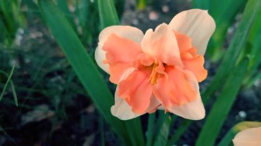 Narcissus yaklaş. Beyaz turuncu yapraklı güzel çiçek, erkek organlar ve yeşil yapraklar bahar günü toprakta yetişir. Seçici üreme. Yapay olarak yetiştirilmiş bitki. Tarımsal nergis otu.