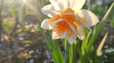 Narcissus yaklaş. Beyaz turuncu yapraklı güzel çiçek, erkek organlar ve yeşil yapraklar güneşli bahar gününde toprakta yetişir. Seçici üreme. Yapay olarak yetiştirilmiş bitki. Tarımsal nergis otu.