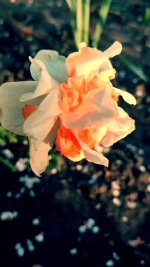 Narcissus. Beyaz turuncu yapraklı güzel çiçek, erkek organlar ve yeşil yapraklar güneşli bahar gününde toprakta yetişir. Seçici üreme. Yapay olarak yetiştirilmiş bitki. Gelişmiş nergis dikey