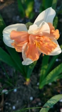 Narcissus. Beyaz turuncu yapraklı güzel çiçek, erkek organlar ve yeşil yapraklar güneşli bahar gününde toprakta yetişir. Seçici üreme. Yapay olarak yetiştirilmiş bitki. Gelişmiş nergis dikey