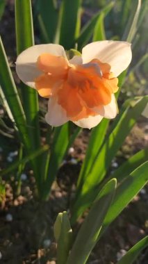 Narcissus. Beyaz turuncu yapraklı güzel çiçek, erkek organlar ve yeşil yapraklar güneşli bahar gününde toprakta yetişir. Seçici üreme. Yapay olarak yetiştirilmiş bitki. Gelişmiş nergis dikey