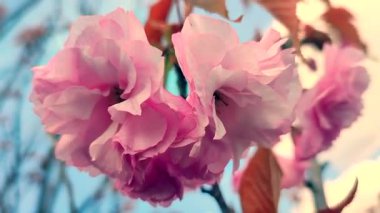 Sakura ağacının pembe çiçekleri yaklaşıyor. Sakura ağacının birçok pembe taç yaprakları bahar günü mavi gökyüzünün arka planında rüzgarda sallanıyor. Çiçek açan kiraz ağacı. Dallardaki pembe çiçeğin enfloresanları