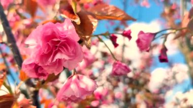 Sakura ağacının pembe çiçekleri yaklaşıyor. Sakura ağacının birçok pembe taç yaprakları bahar günü mavi gökyüzünün arka planında rüzgarda sallanıyor. Çiçek açan kiraz ağacı. Dallardaki pembe çiçeğin enfloresanları
