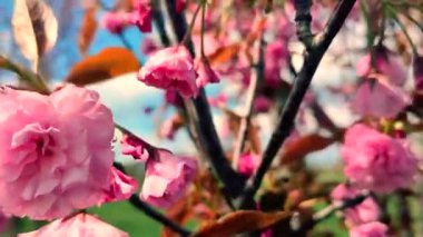 Sakura ağacının pembe çiçekleri yaklaşıyor. Sakura ağacının birçok pembe taç yaprakları bahar günü mavi gökyüzünün arka planında rüzgarda sallanıyor. Çiçek açan kiraz ağacı. Dallardaki pembe çiçeğin enfloresanları