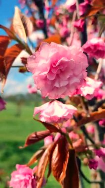 Sakura ağacının pembe çiçekleri yaklaşıyor. Sakura ağacının birçok pembe taç yaprakları bahar günü mavi gökyüzünün arka planında rüzgarda sallanıyor. Çiçek açan kiraz ağacı. Dikey dallarda çiçek açarlar.