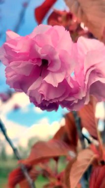Sakura ağacının pembe çiçekleri yaklaşıyor. Sakura ağacının birçok pembe taç yaprakları bahar günü mavi gökyüzünün arka planında rüzgarda sallanıyor. Çiçek açan kiraz ağacı. Dikey dallarda çiçek açarlar.
