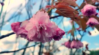Sakura ağacının pembe çiçekleri yaklaşıyor. Sakura ağacının birçok pembe taç yaprakları bahar günü mavi gökyüzünün arka planında rüzgarda sallanıyor. Çiçek açan kiraz ağacı. Dallardaki pembe çiçeğin enfloresanları