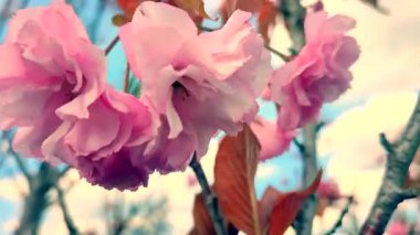 Sakura ağacının pembe çiçekleri yaklaşıyor. Sakura ağacının birçok pembe taç yaprakları bahar günü mavi gökyüzünün arka planında rüzgarda sallanıyor. Çiçek açan kiraz ağacı. Dallardaki pembe çiçeğin enfloresanları