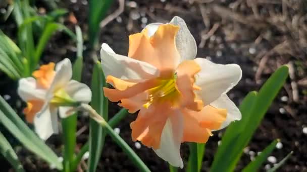 Narcis Zblízka Krásná Květina Bílými Pomerančovými Okvětními Lístky Tyčinkami Zelenými — Stock video