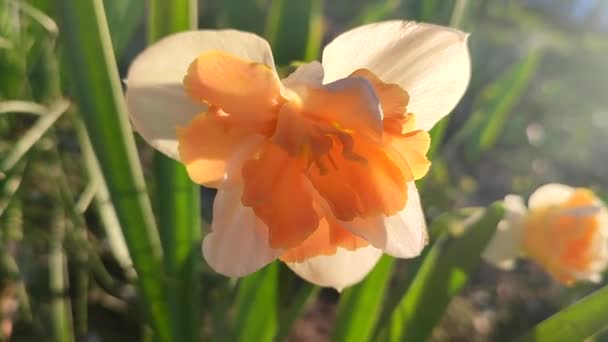 Narciso Cerca Hermosa Flor Con Pétalos Naranja Blanca Estambres Hojas — Vídeos de Stock