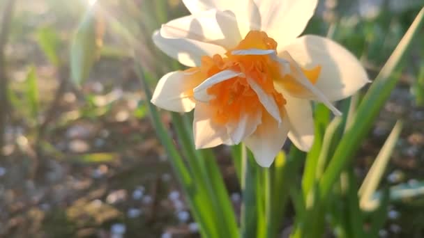 Narzissen Aus Nächster Nähe Schöne Blume Mit Weißen Orangefarbenen Blütenblättern — Stockvideo