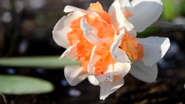 Narciso Cerca Hermosa Flor Con Pétalos Naranja Blanca Estambres Hojas — Vídeo de stock