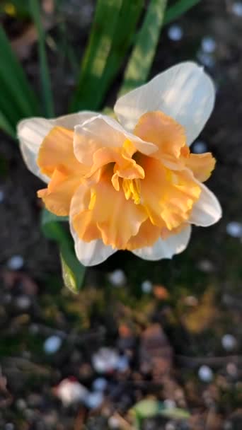 Narcis Krásná Květina Bílými Pomerančovými Okvětními Lístky Tyčinkami Zelenými Listy — Stock video