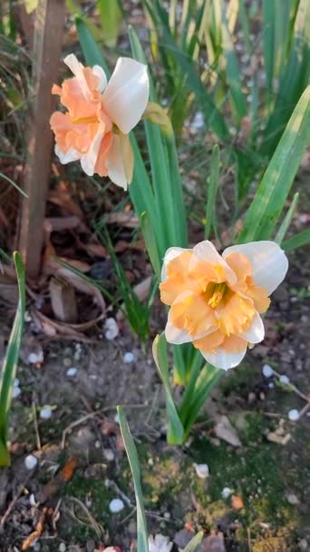 Narciso Hermosa Flor Con Pétalos Naranja Blanca Estambres Hojas Verdes — Vídeos de Stock