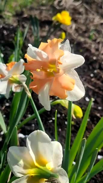 Narciso Hermosa Flor Con Pétalos Naranja Blanca Estambres Hojas Verdes — Vídeo de stock