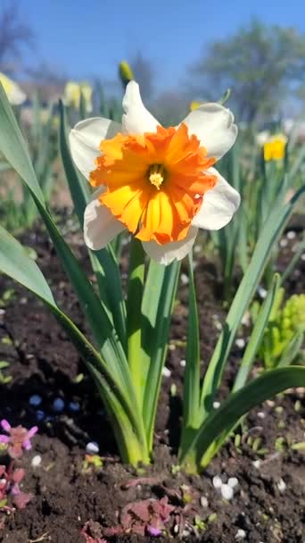 Narcissus Bunga Dengan Kelopak Oranye Putih Benang Sari Daun Hijau — Stok Video