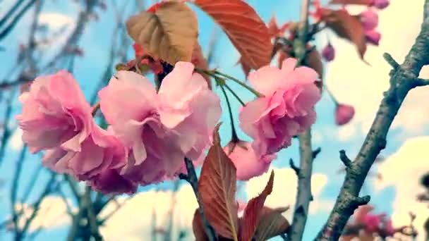 Růžové Květy Sakury Zblízka Mnoho Růžových Okvětních Lístků Sakura Květu — Stock video