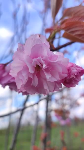 Fiori Rosa Sakura Vicino Molti Petali Rosa Fiore Albero Sakura — Video Stock