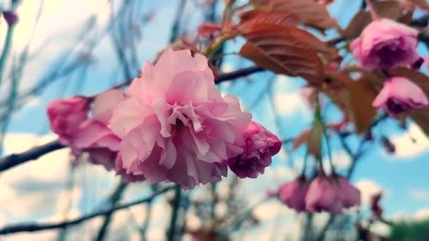 桜の木のピンクの花が近づいています 春の青空を背景に 桜の木の花の多くのピンクの花びらが風に揺れています 桜の木に咲きました 枝にピンクの花のインフラ — ストック動画