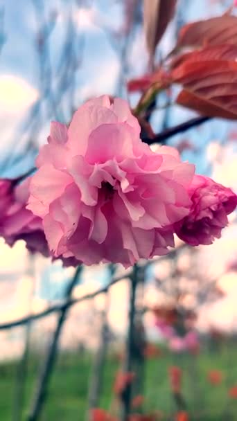 Fiori Rosa Sakura Vicino Molti Petali Rosa Fiore Albero Sakura — Video Stock