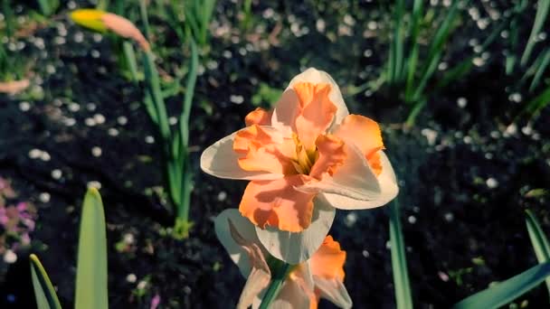 Narcisse Gros Plan Belle Fleur Aux Pétales Blancs Orange Étamines — Video
