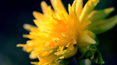 Narcissus inflorescence yakın çekim. Narcissus çiçeğinin sarı taç yaprakları. Çiçek açan narsisli çiçek. Seçici üreme. Yapay olarak yetiştirilmiş bitki. Tarımsal nergis otu.