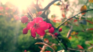 Kiraz ağacının kırmızı pembe yaprakları. Güneşli bir bahar gününde ağaç dalında yaprakları olan kiraz çiçekleri. Çiçek açan meyve ağacı. Güneş ışınları. Çiçek açan güzel ağaçların çiçekleri. Bahar