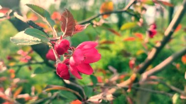 Kiraz ağacının kırmızı pembe yaprakları. Güneşli bir bahar gününde ağaç dalında yaprakları olan kiraz çiçekleri. Çiçek açan meyve ağacı. Çiçek açan güzel ağaçların çiçekleri. Bahar
