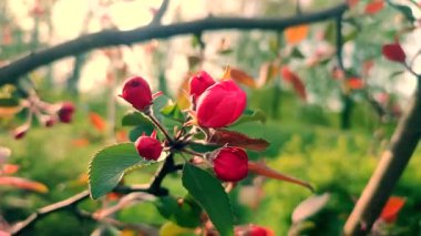 Kiraz ağacının kırmızı pembe yaprakları. Güneşli bir bahar gününde ağaç dalında yaprakları olan kiraz çiçekleri. Çiçek açan meyve ağacı. Güneş ışınları. Çiçek açan güzel ağaçların çiçekleri. Bahar