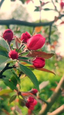Kiraz ağacının kırmızı pembe yaprakları. Güneşli bahar gününde ağaç dalında yaprakları olan kiraz çiçekleri. Çiçek açan meyve ağacı. Çiçek açan güzel ağaçların çiçekleri. Bahar. Dikey