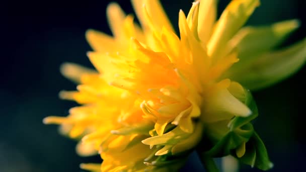 Нарцисс Соцветие Близко Желтые Лепестки Цветка Нарцисса Крупным Планом Цветущий — стоковое видео