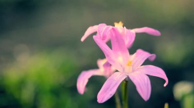 Güzel pembe Chionodoxa çiçeği yakından. Çuha çiçeği. Çuha çiçeğinin ilk çiçekleri. Bulanık yeşil bir arka planda çiçek açan yapraklar ve amblemler.