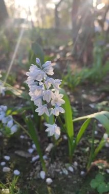 Çiçek Puşkinia. Mavi çizgili güzel beyaz çiçek Pushkinia yakın plan. Çuha çiçeği. Pushkinia 'nın ilk çiçekleri. Bulanık yeşil arka planda çiçek açan taç yaprakları ve erkek organları